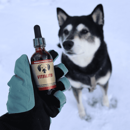 MycoDog Vitality